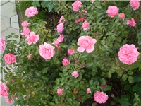 4fcbb152-Picture 187.jpg